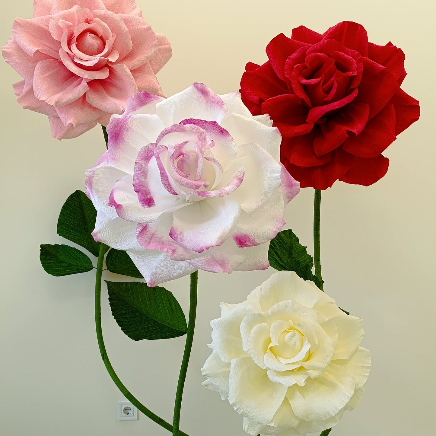 Giant English Serenity Rose