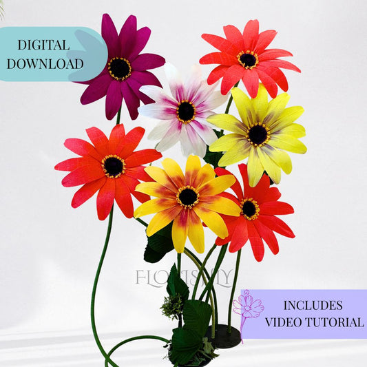 Giant African Daisies