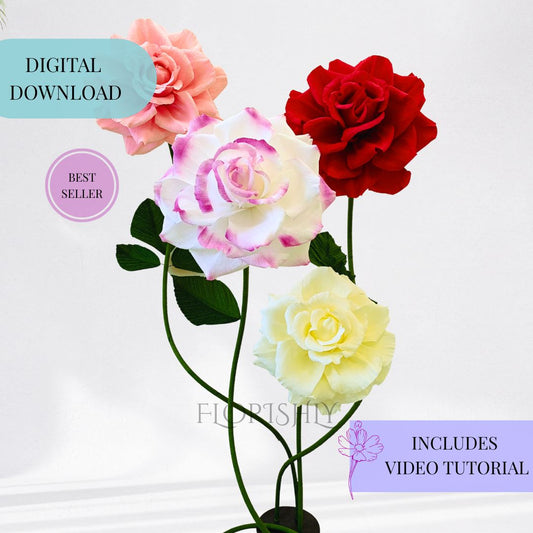 Giant English Serenity Rose